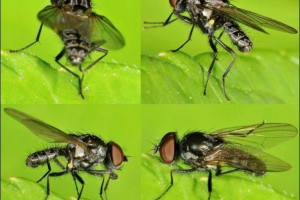 Rostovaya fly - rovar veszélyes mezőgazdaságra
